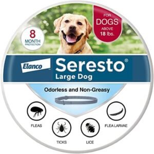Large Dog